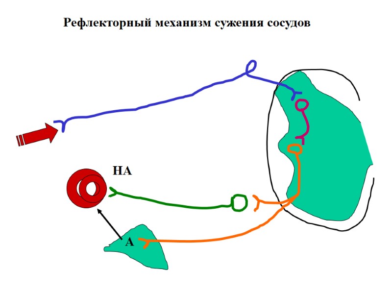 Рефлекторный механизм сужения сосудов НА А